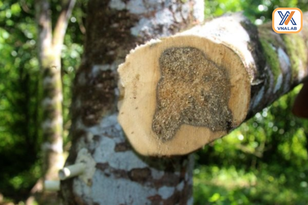 Hình ảnh minh họa trầm hương nhân tạo