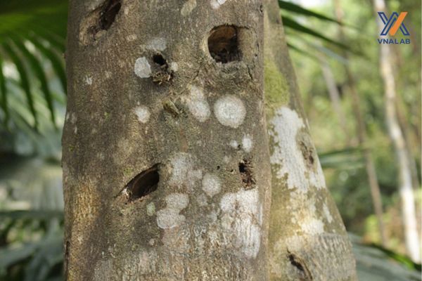 Cây dó bầu là cây gì? Cách tạo trầm trên cây dó bầu?